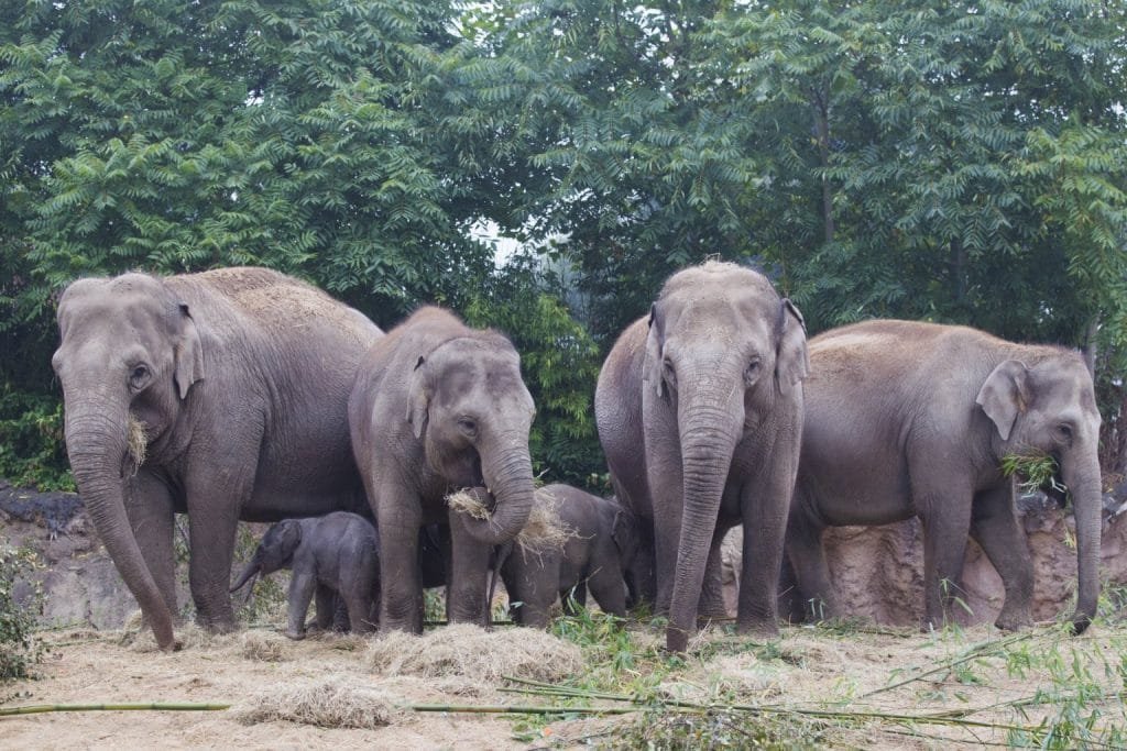 Dublin Zoo Tickets