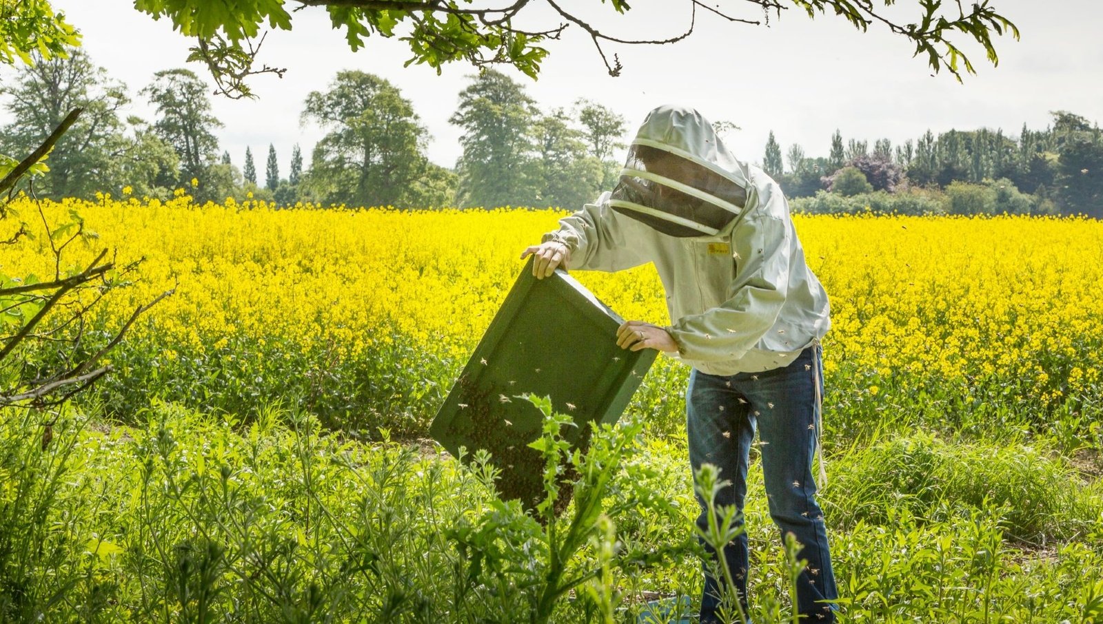An Experience with Bees and Honey
