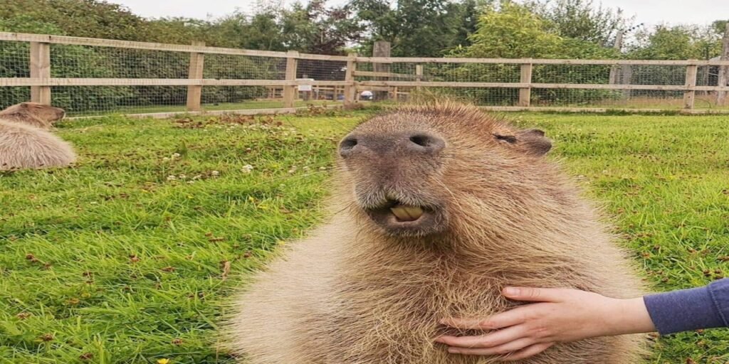 Capybara Experience