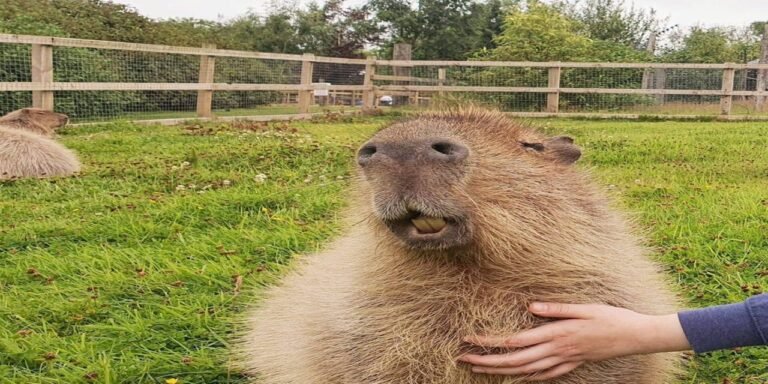 Capybara Experience