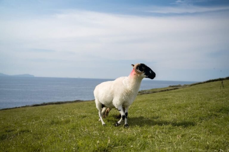 Deros Tours Killarney - Dingle & Slea Head Tour