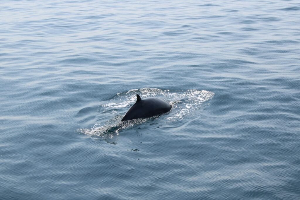 Dingle Guided Mini Eco Boat Tour