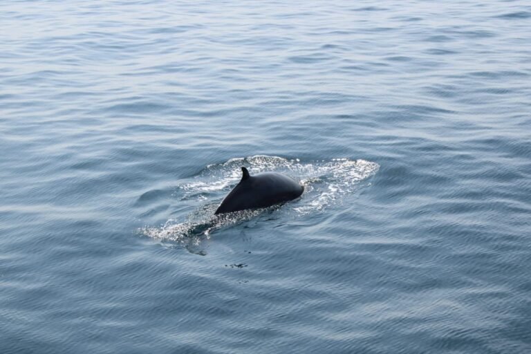 Dingle Guided Mini Eco Boat Tour