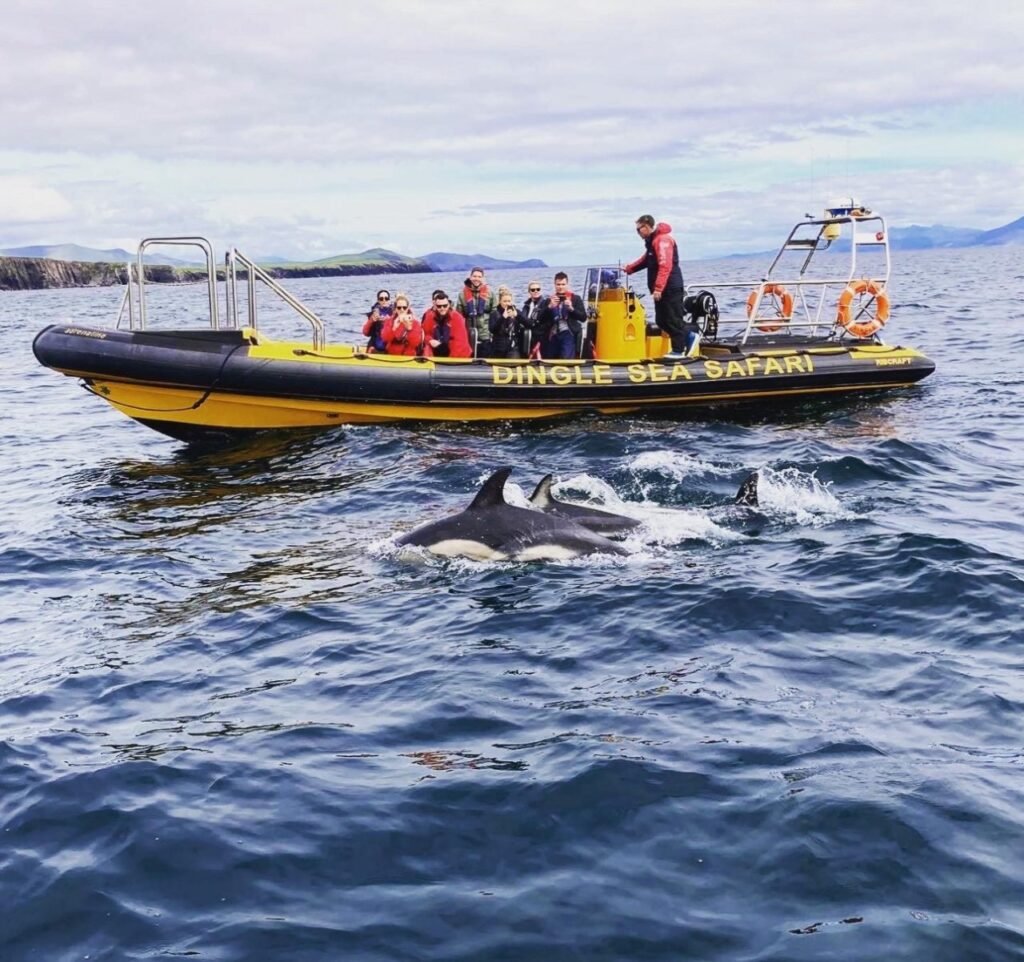 Dingle Sea Safari - Private Yellow Rib Ride