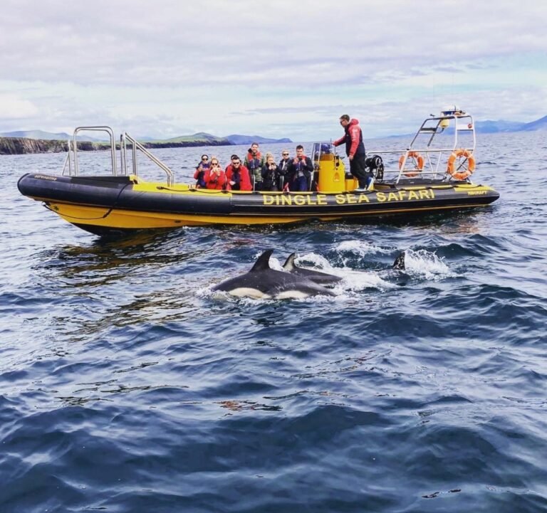 Dingle Sea Safari - Private Yellow Rib Ride