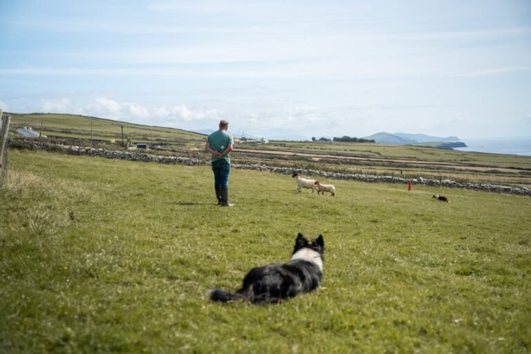 Dingle Sheepdog Experience