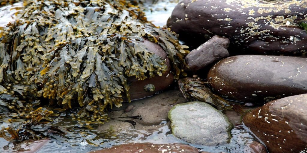 Guided Coastal Walk in Waterville