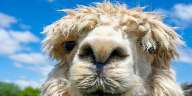 Guided Llama Trek - Walking Nature Tour