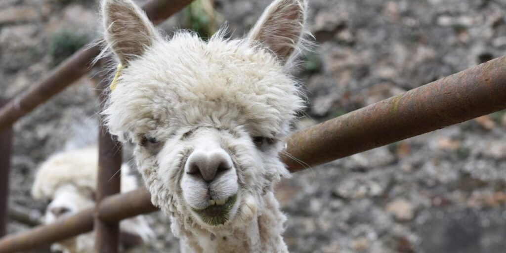 Kids Alpaca Experience