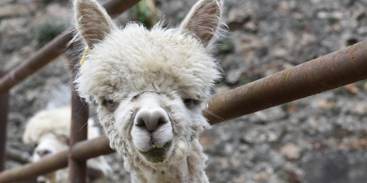 Kids Alpaca Experience
