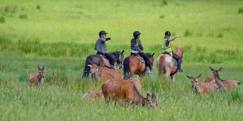 Killarney Riding Stables Park Rides