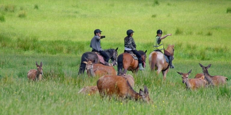 Killarney Riding Stables Park Rides