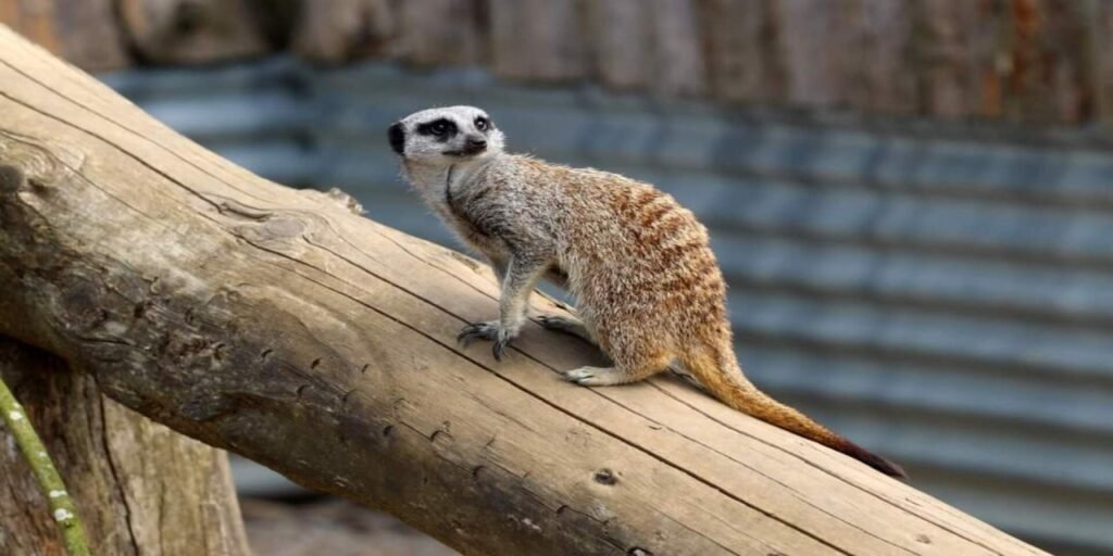 Meerkat & Porcupine Experience