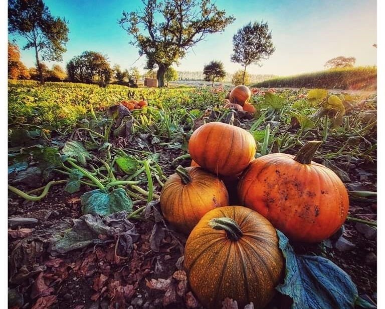 Pick Your Own Pumpkins (€8.50 + Booking Fee)