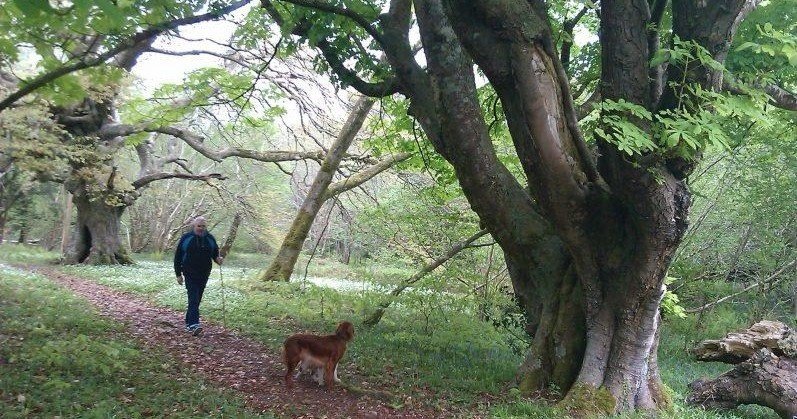 Private Guided Walk