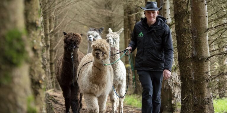 Prosecco and Alpaca Trek