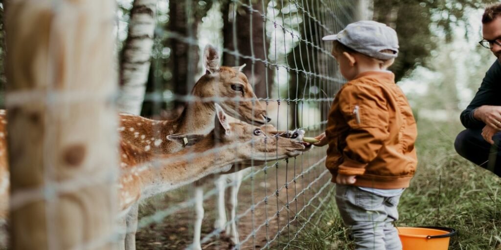 Secret Valley Wildlife Park | Little Helper Experience