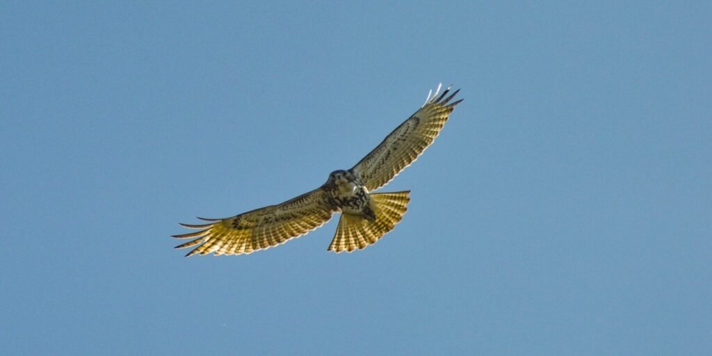 Secret Valley Wildlife VIP Guided Tour Experience