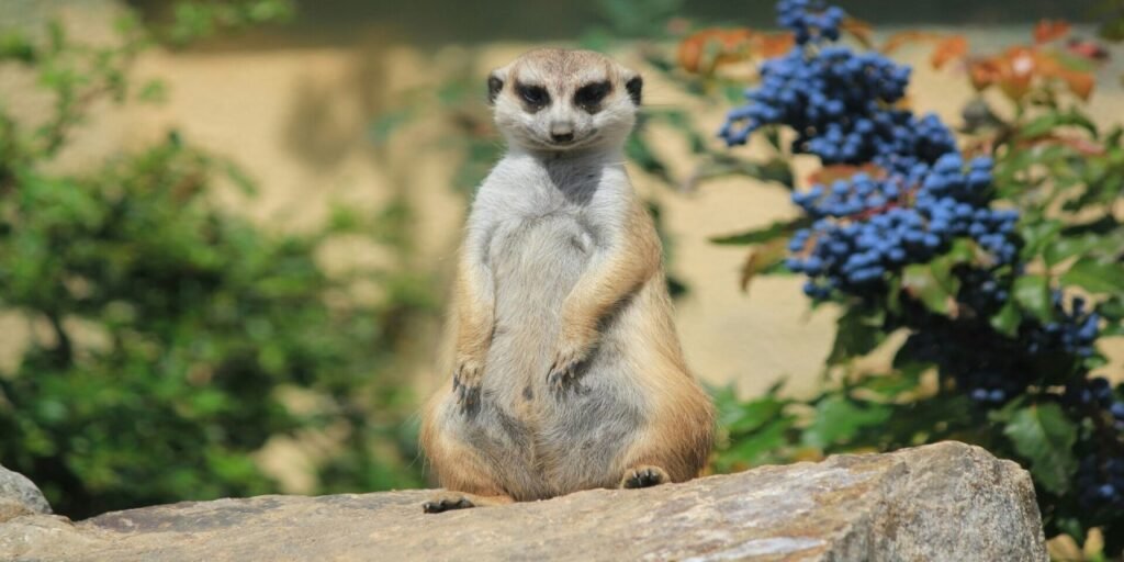 Senior Keeper Experience at Secret Valley Wildlife Park