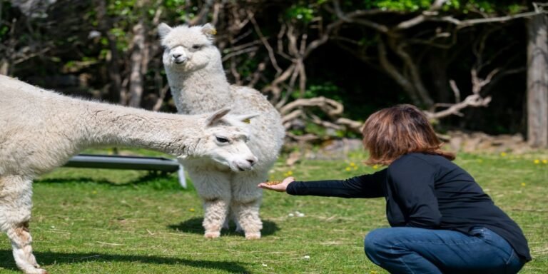The Burren Mountain Trek and Meet The Alpacas